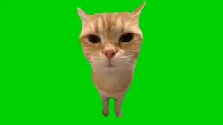 сигма кот футаж на зелёном фоне#cat #funny #capcut #memes