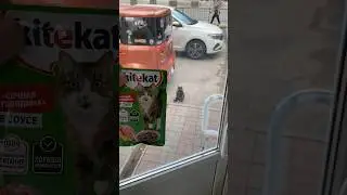 Кормлю черепашку трехцветку #котики #cat