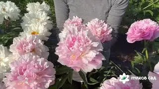 Pink Heart Throb peony. Pulkovo Garden