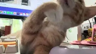 Cat vlog