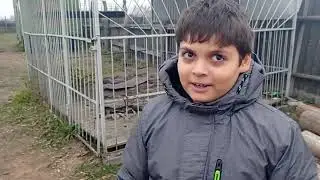 Продажа элитных кобыл