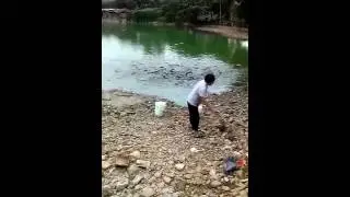 злобные рыбки