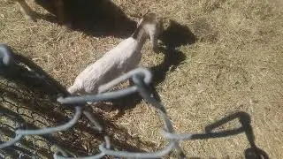 🐐Adorable ❄️Winter Surprise: Baby Goat 🐐Birth on the Farm! #shorts #babygoats #2024 #winter
