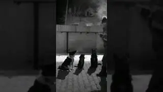 твоими глазами #perrodog #рек #рел #РЕЛБЕРТА
