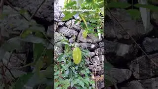 Starfruits on a tree #fruits #starfruit #fruittrees
