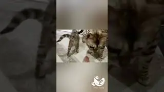 Kitty Land Бенгальские котята 