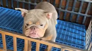 FRESH THE MICRO ENGLISH BULLDOG
