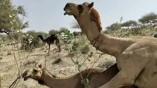 Camel jump|ऊंट कूद|قفزة الجمل