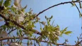 Olivia Newton-John - Avé Maria