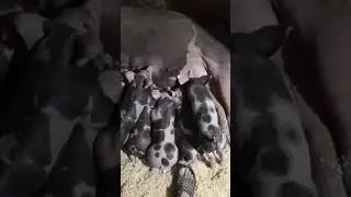 Поросята на продажу.