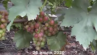 Сорт винограда 
