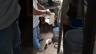 ganito lang pala mag patay ng Pato or itik.