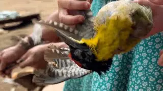 We going shopping  birds in the forest 🌳