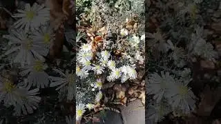 Вы не поверите, на юге +23 31 октября пчелы опыляют цветы😳😊😉у нас жара😊😍