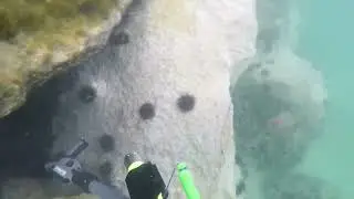 spearfishing big fish