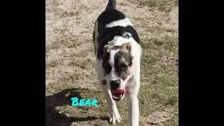 Puppy growing up - 9