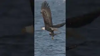 Go Fishing big Fish