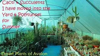 Cacti & Succulent Update & Plants I have moved into the Polytunnel & Yard for Summer 