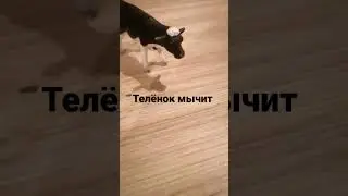 телёнок мычит
