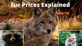 Fur Prices  - What Animals to Trap
