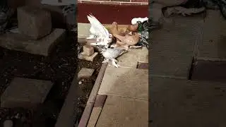 Голуби, ветрами Азии!