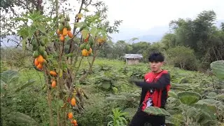 Cómo hacer Dulce de Babaquillo 🍵