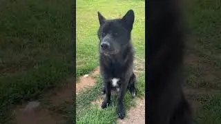Musical Wolfdog 🎶