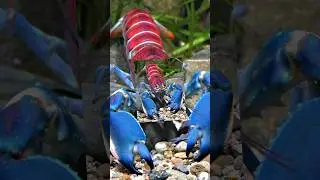 Держи краба, или тараканьи бега. Hold the crab.