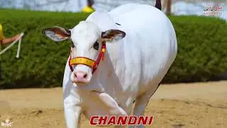 SURTI CATTLE BACHRI TEASER 2023