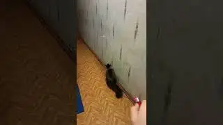 А ваша кошка может так !