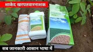 शाकेद खरपतवारनाशक सोयाबीन || Shaked Adama Soyabean || a2zfarming || शकेद खरपतवारनाशक सोयाबीन