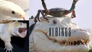 ALBINO GATOR, SNAKE AND TURTLE 🐢 🐍 🐊