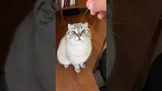 Смешные подборки с животными |лучшие приколы 2023 | тикток приколы 