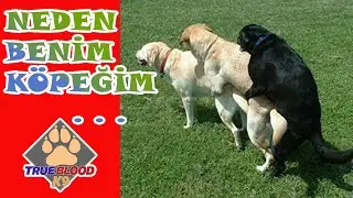 CAUSES OF MATTING PROBLEMS IN MALE DOGS