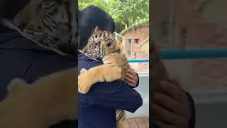The tiger cub came to people to ask them for help.