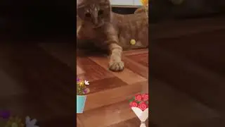 Весёлый кот 🐈 Зеркальный лучик ☀️
