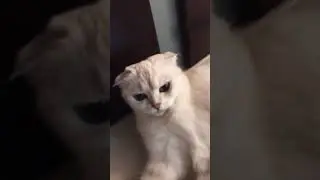 Котик ❤️7 часть