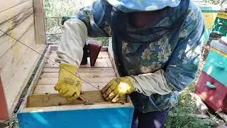 ПЧЕЛОВОДСТВО.    МЕД на ЗИМУ есть????
