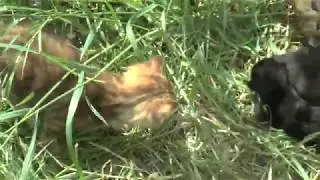 Месячные играют с четырехдневными