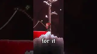 What is Terraria's rarest town slime?