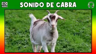 GOAT SOUND 🐐
