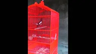 Suara burung kacer koci bakalan ngobra