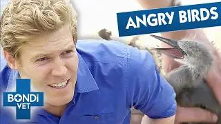 Dr Chris Rescuing Abandoned Baby Birds Nesting On Yacht | Bondi Vet