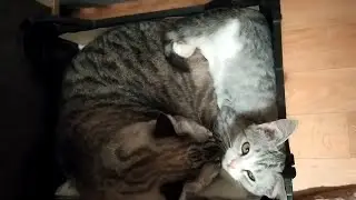 Всё полезно куда котэ залезло