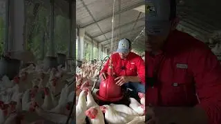 ¿Cuantos bebederos necesitas para tus gallinas?🐔❤️ #gallinas #eggs