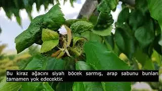 Arap Sabunu İle Böcek İlacı - Yaprak Biti İle Mücadele - Arap Sabunu İle Gül İlaçlama
