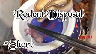 Rodent Disposal #Shorts #Short #Snakes #YouTube #YouTubeShorts