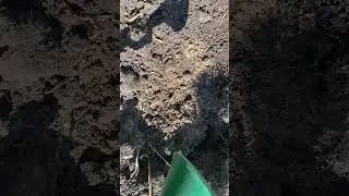 #туя