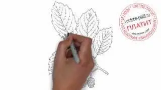 Как нарисовать ветку дуба с шишками
