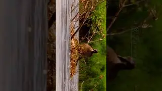 The struggle of the mother of wildlife #wildlifephotography #nature #wildlife #photography